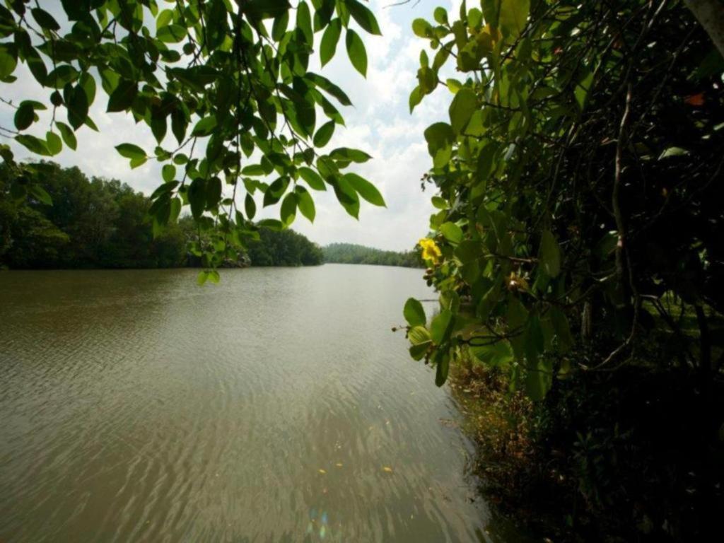 Mangrove Escapes Resort بينتوتا المظهر الخارجي الصورة